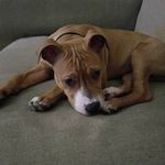 Lucy Childress - @ilovelucy_thepit Instagram Profile Photo