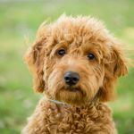 Lucy Hendricks - @lucy_the_doodle143 Instagram Profile Photo