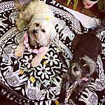 Lucy ~ Rosie ~ Pickle - @littlestreet_dogs Instagram Profile Photo