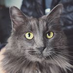 Lukas Deem - @catnimbus Instagram Profile Photo