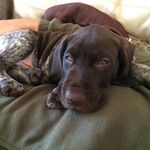 Luther Holmes - @luther_the_gsp Instagram Profile Photo