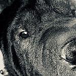 King Luther - @luther_sharpei Instagram Profile Photo
