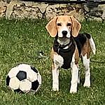 Luther Watson - @king_luther_beagle Instagram Profile Photo