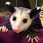Lynn W. Dozier - @awesome_opossums Instagram Profile Photo