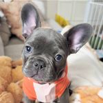 Mable the Frenchie - @little_miss.mable Instagram Profile Photo