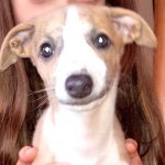 Madge Brown - @lazy.whippet Instagram Profile Photo