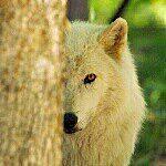 Mae Gray - @cute_little_white_wolf Instagram Profile Photo