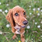 Maggie Mayes - @maggie_the_aggycockerspaniel Instagram Profile Photo
