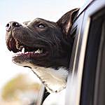 Margaret Pierce - @feature.dogs.ig Instagram Profile Photo