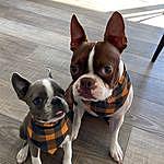 Charlie and Margie - @bostoncreampups Instagram Profile Photo