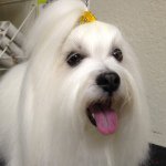 Margie Stevens - @atouchofclasspetgrooming Instagram Profile Photo