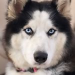 Laika Maria | Husky Siberiano - @lakahusky Instagram Profile Photo