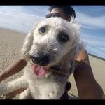 Maria Piggerton - @maria.the.island.dog Instagram Profile Photo