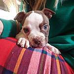 Marissa Rowley - @medusathebulldogge Instagram Profile Photo