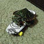 Marley Hargraves - @marley_the_turtle Instagram Profile Photo