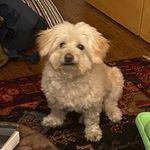 Marty - @martin_short_the_dog Instagram Profile Photo