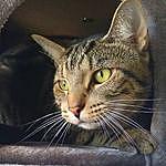 Marvin - @marvin.the.tabby.cat Instagram Profile Photo