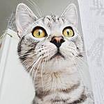 Marvin - Silver tabby - @marvin_in_boots Instagram Profile Photo