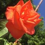 Mary Linville - @marylinville1959 Instagram Profile Photo