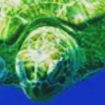 Mary Tessmer - @ashlyn_the_turtle_lover Instagram Profile Photo