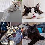 Four Maine coons in Finland - @4_mainecoons_in_finland Instagram Profile Photo