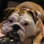 Melissa Burrell - @matilda_the_bulldog_718 Instagram Profile Photo