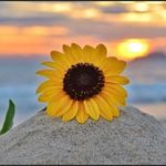 Melissa Mergy - @sunflowerluvn Instagram Profile Photo