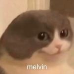 Melvin the cat - @melvin.official.crazy.cat Instagram Profile Photo