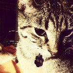 Meredith McMahon - @1000_cat_pics Instagram Profile Photo