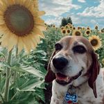 Merle Hill - @merle.thebeagle Instagram Profile Photo