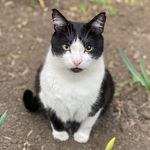 Michael Cat - @cat_michael_pet Instagram Profile Photo