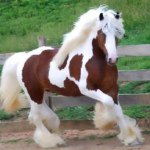 Cadence Michelle Bond - @horse_lover_cadence Instagram Profile Photo
