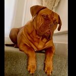 Michelle Burgess - @hank_the_bordeaux Instagram Profile Photo