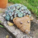Michelle Downs - @countryside_garden_loving Instagram Profile Photo