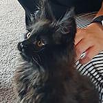 Michelle Templeton - @lovebrucemainecoon Instagram Profile Photo