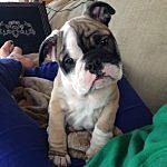 Mildred Ramsey - @millytheenglishbulldog Instagram Profile Photo