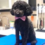 Miles-Davis - @milesdavisthepup Instagram Profile Photo