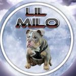 Milo hughes - @lilmilo22 Instagram Profile Photo