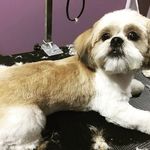Haute Dogs Pet Grooming Milton - @hautedogspet Instagram Profile Photo