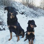 Hessu ja Minni (Beaucerons) - @minni_and_hessu_beaucerons Instagram Profile Photo