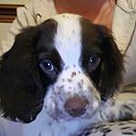 Minnie - @minnie_the_springer_spaniel Instagram Profile Photo