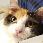 Miranda Plum - @my_crazy_life_of_cats Instagram Profile Photo
