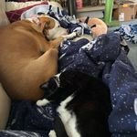 Misty McCann - @chilli_the_cat_lou__the_dog Instagram Profile Photo