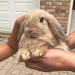 Molly Jett - @lola_the_lop_and_friends Instagram Profile Photo