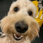 Molly Strom - @mollystromthedoodle Instagram Profile Photo
