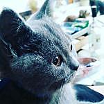 Mona Lang - @runa_the_cat_ Instagram Profile Photo