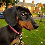 Monty Vickers - @monty.the.mini_dachshund Instagram Profile Photo