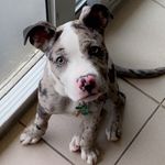 Loyalty McKenzie - @loyalty_merle.blue.nose.pitt_ Instagram Profile Photo