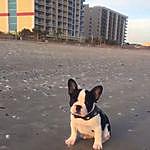 French Bulldog Myrtle Beach - @frenchbulldogsmyrtlebeach Instagram Profile Photo