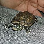 Myrtle (Reeves turtle) - @myrtle_the_turtle_17 Instagram Profile Photo